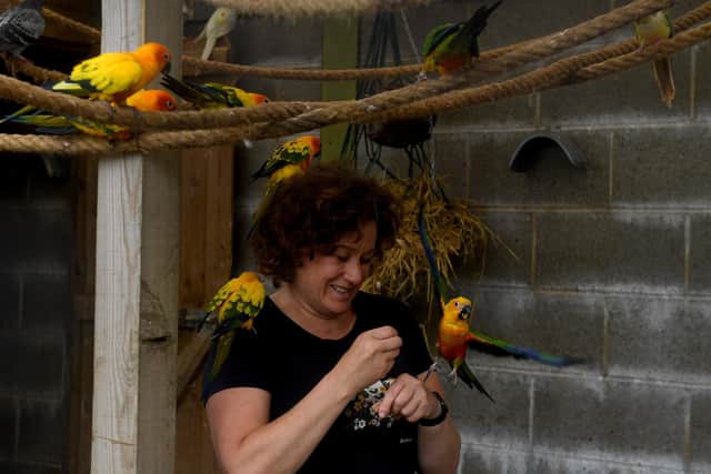 Tricia Phillips pictured with her parrots in her parrot sanctuary, Busby Stoop near Thirsk