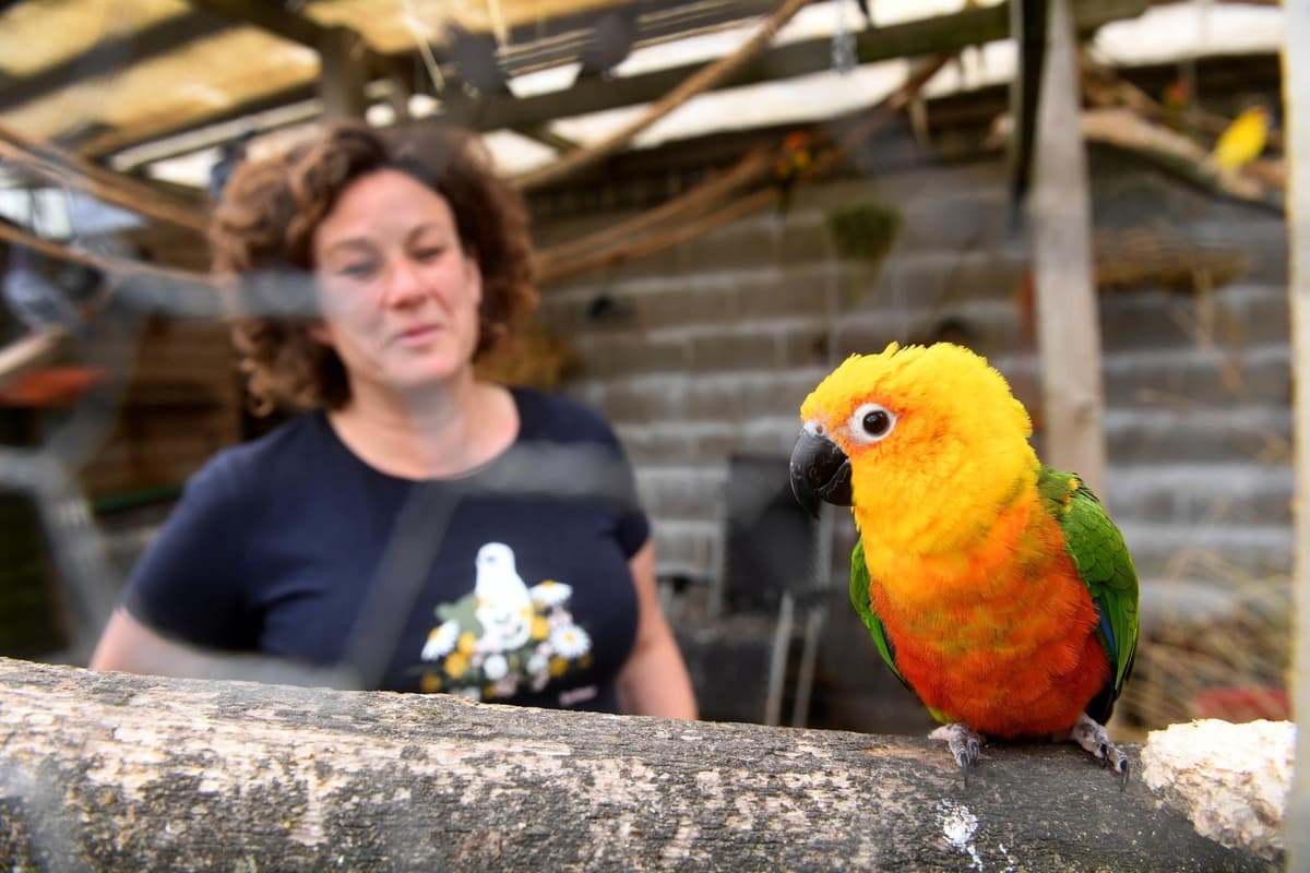 Parrot sanctuary to be created in Yorkshire at one of UK's biggest ...
