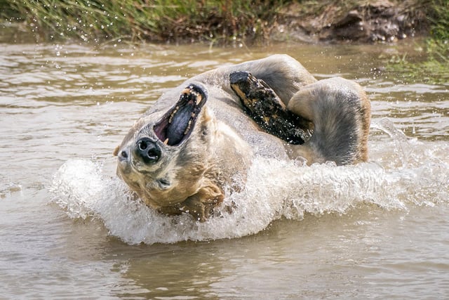 Nobby the polar bear cools down as he plays in a lake at the Yorkshire Wildlife Park in Doncaster.