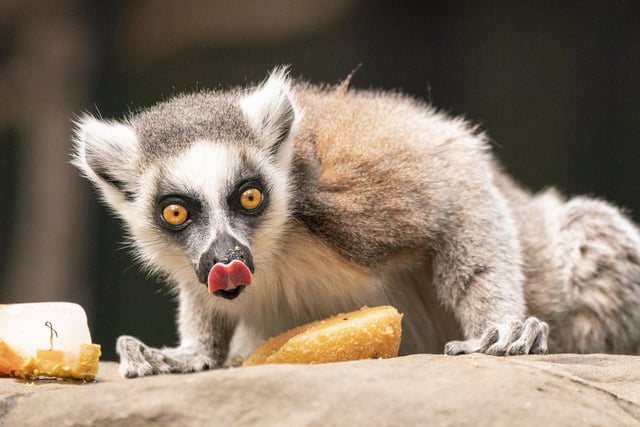 A ring-tailed lemur cools down by eating specially prepared animal friendly 'ice lollypops'