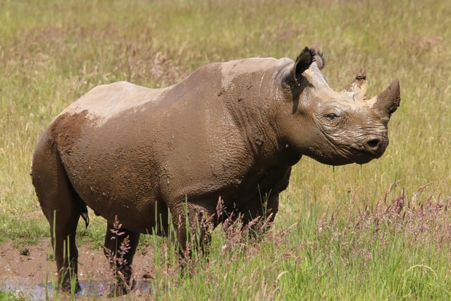 A rhino wallows in a mud bath