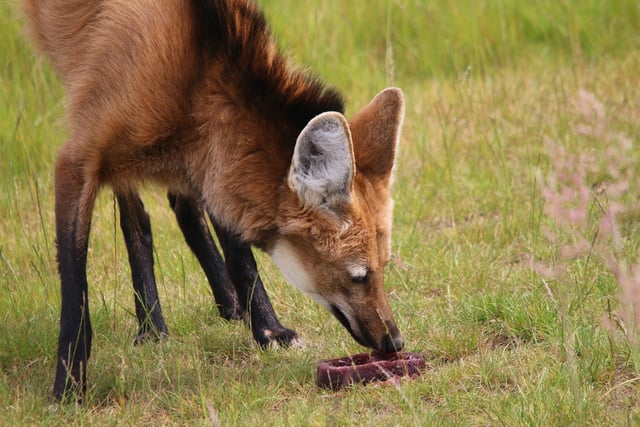 A maned wolf sniffs at a frozen meal