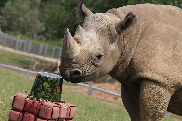 Makibo the rhino munches on frozen beech leaves