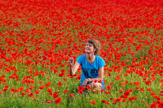 Nicky Smedley of Hull, takes time out of her busy day to admire a field of flowering poppies near North Cave, Hull, on June 15 [Image: James Hardisty]