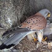 It is very rare for a male kestrel to look after chicks the way Mr Kes did.