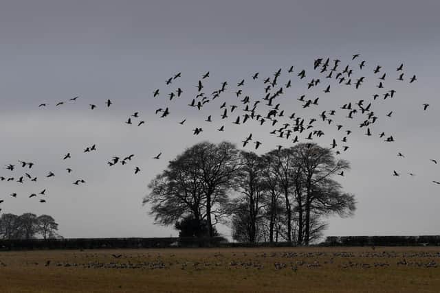 .Geese in flight near Walkington, Beverley Picture by Simon Hulme