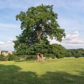 Ancient oak on the Duncombe Park estate near Helmsley