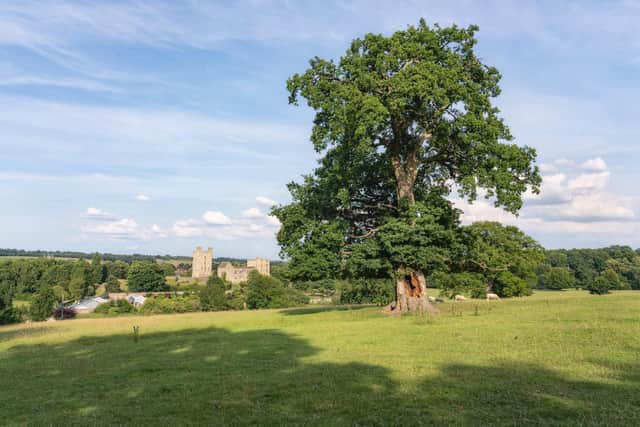 Ancient oak on the Duncombe Park estate near Helmsley