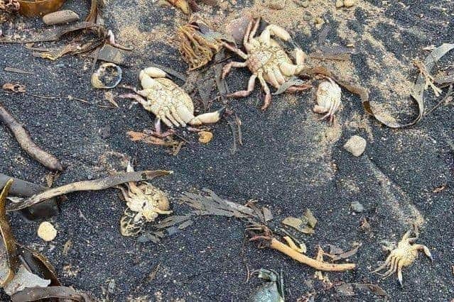 Thousands of dead crabs and lobsters have washed up on Yorkshire beaches over the last seven months