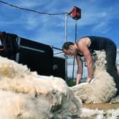 Jimmy Harrison clipped 3,500 sheep last season