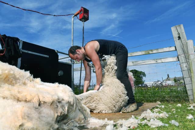 Jimmy Harrison clipped 3,500 sheep last season