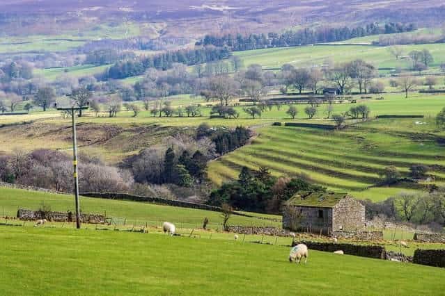 Wolves and lynx will not roam the Yorkshire Dales