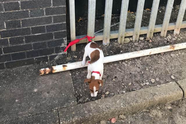 The terrified puppy had been tied to a metal fence
