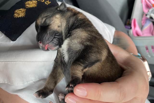 Tippy sleeping after being rescued
