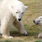 Polar bear brothers Yuma and Indie have moved from their family group and are exploring their new home at Yorkshire Wildlife Park's Polar Project
