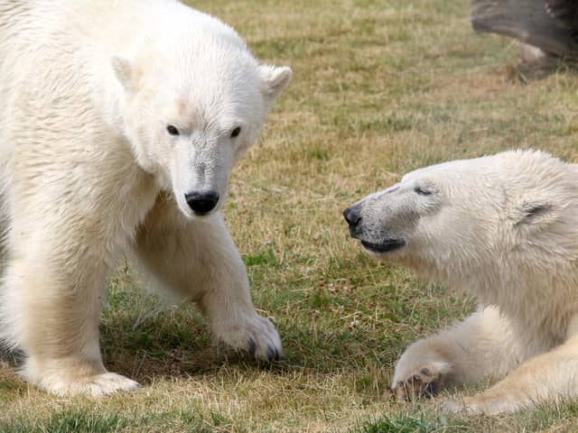 Polar bear brothers Yuma and Indie have moved from their family group and are exploring their new home at Yorkshire Wildlife Park's Polar Project
