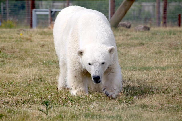 The two polar bears were transported across the park to the main 10-acre Project Polar reserve in special transport crates in a meticulously planned operation