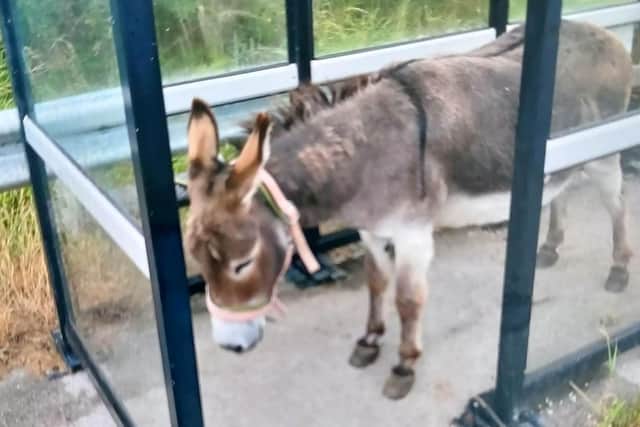 While the donkey looked sad, police reassured the public he had been checked over and was absolutely fine