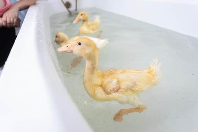 River, Dusk, and Daisy splash in the bath