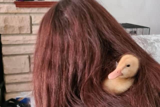 One of the ducklings in Deza's hair