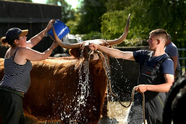 A Highland Cow is cooled down at the show as the temperatures rise in Harrogate on Monday.