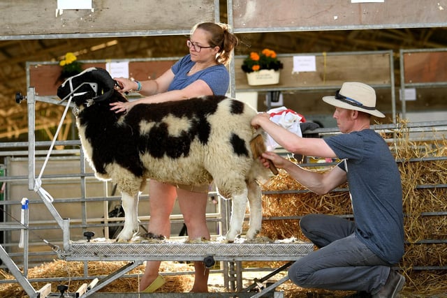 Gavin and Becky Haworth from Skipton prepare their Jacob sheep for the show