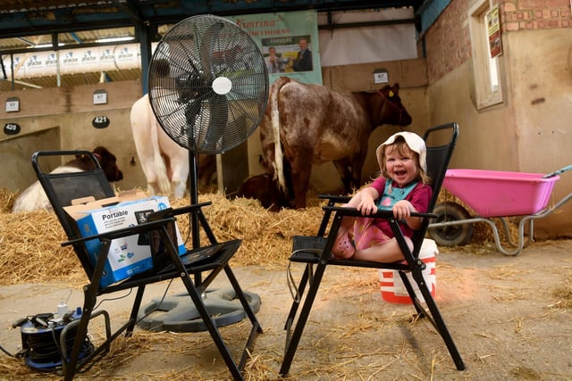 Little Emi-May Ward cools off under a fan in the Cattle sheds at the showground on Monday morning.