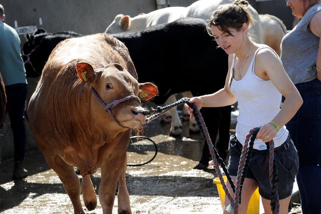 A handler gets her cattle into position as they set up at The Great Yorkshire Show on Monday.