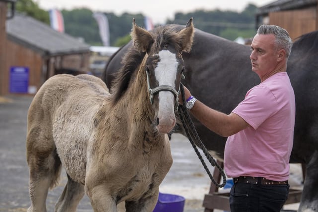 Cannon Hall Farm's Dave Nicholson shows a foal