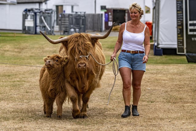 Dianne Bradley, from Queensbury near Bradford, walks her Highland cattle