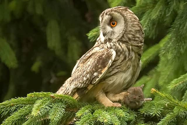 The owl in a tree with its prey