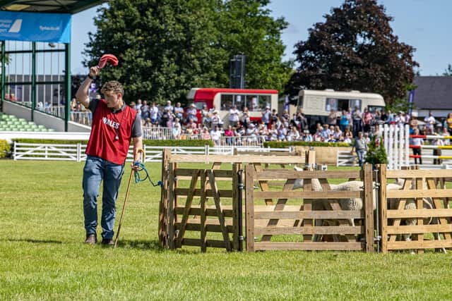 Elgan Jarman competes for Wales in the Young Handlers Sheepdog Trials at the Great Yorkshire Show.