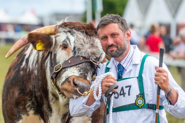 Ben Stanley, of Cumbria, hold a Long Horn before taking part in the Supreme Beef Champion Class. Photo: James Hardisty