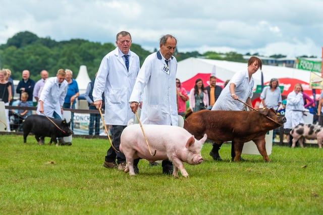 Competitors taking part in the Best Male pig class.