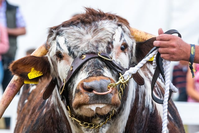 A Longhorn, taking part in the Supreme Beef Champion Class.