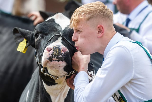 Jack Wilson, of Cumbria, blowing towards the nose of his Holstein during the judging of the Holstein class.