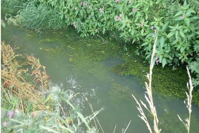 Pollution in one of the streams where illegal sewage discharges were made