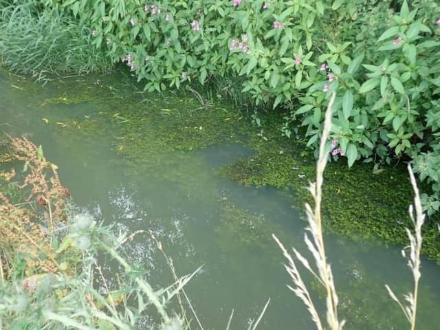 Pollution in one of the streams where illegal sewage discharges were made