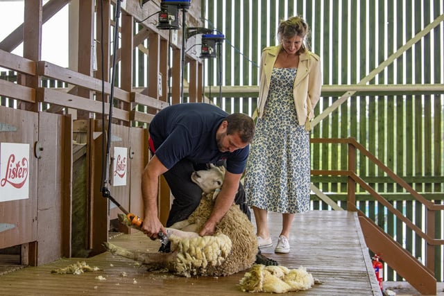 The best photos from the final day of The Great Yorkshire Show 2022. Pictured: Amanda Owen watches world champion sheep shearer Matt Smith.