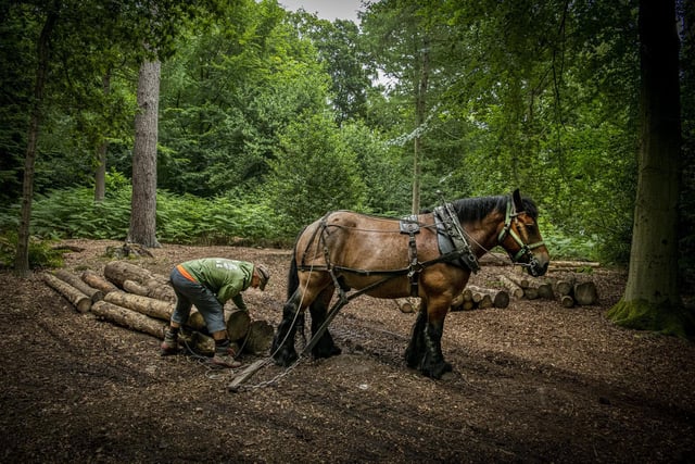 Dave Roycroft with Stig, horse logging in the forestry area.