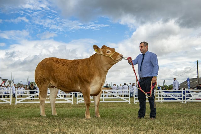 Mark Phillips, commentator on the cattle at the GYS with his Limousins.