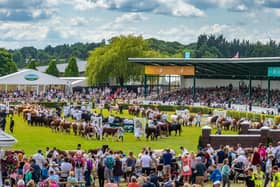 Great Yorkshire Show - Day Three - Pictured Grand Cattle Parade held in the main ring with over 150 cattle on display for members of public to view. Writer: James Hardisty