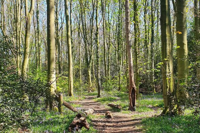 Bywater Wood, near Hillam, North Yorkshire.
Photo: Victoria Finan