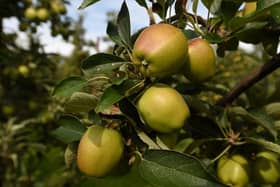 New research revealed today by CPRE, the countryside charity, found almost 14,500 hectares of the country’s best agricultural land has been permanently lost to development since 2010 and could have provided fruit and vegetables to two million people.