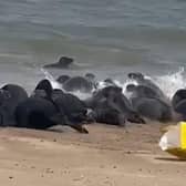 The seals appeared desperate to escape the bag