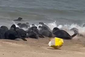 The seals appeared desperate to escape the bag
