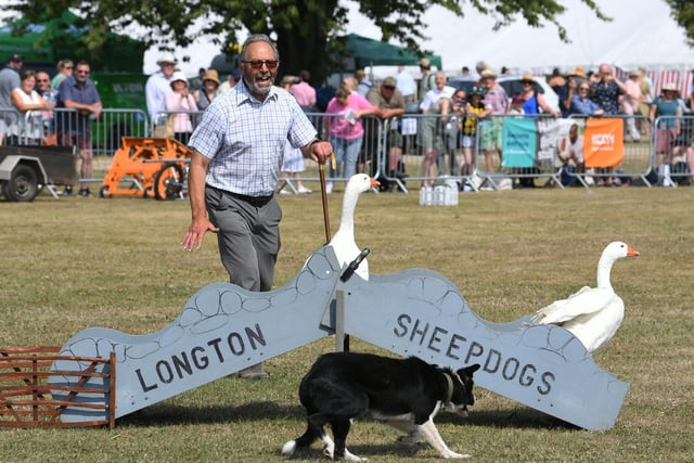 Thomas Longton with his sheepdog Joe rounds up the geese at the show.