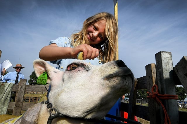 Ottile Riby aged 6 cools down Tickle the Texel with a sponge at the show.