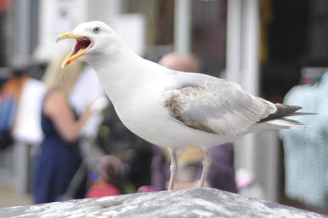 Royal Mail deliveries are being delayed as a result of aggressive seagulls