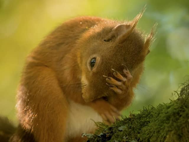 The red squirrel was captured in a 'stressed' pose